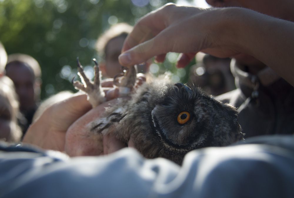 Реинтродукция