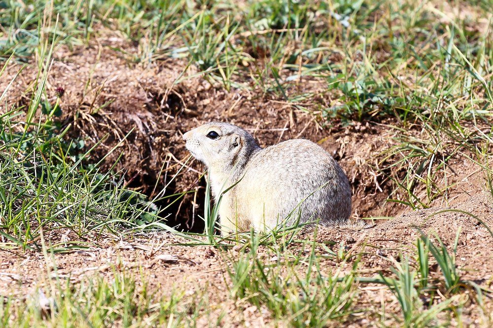 Насторожился.