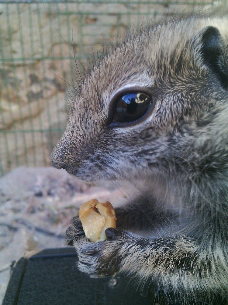 squirrel