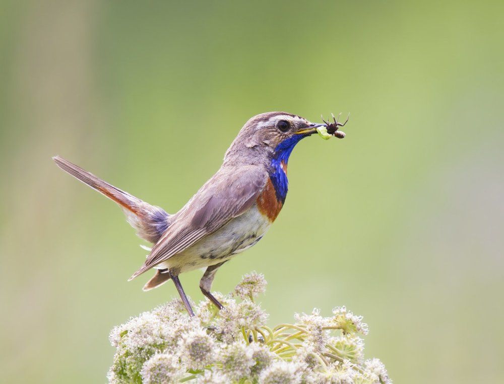 Осколок радуги!