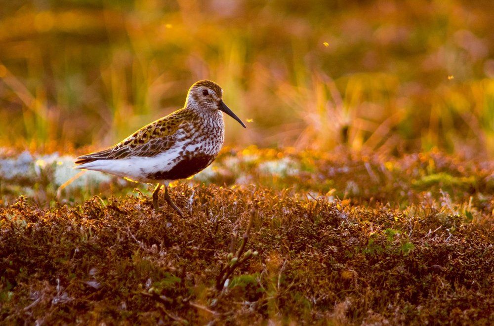 Отлит в золоте