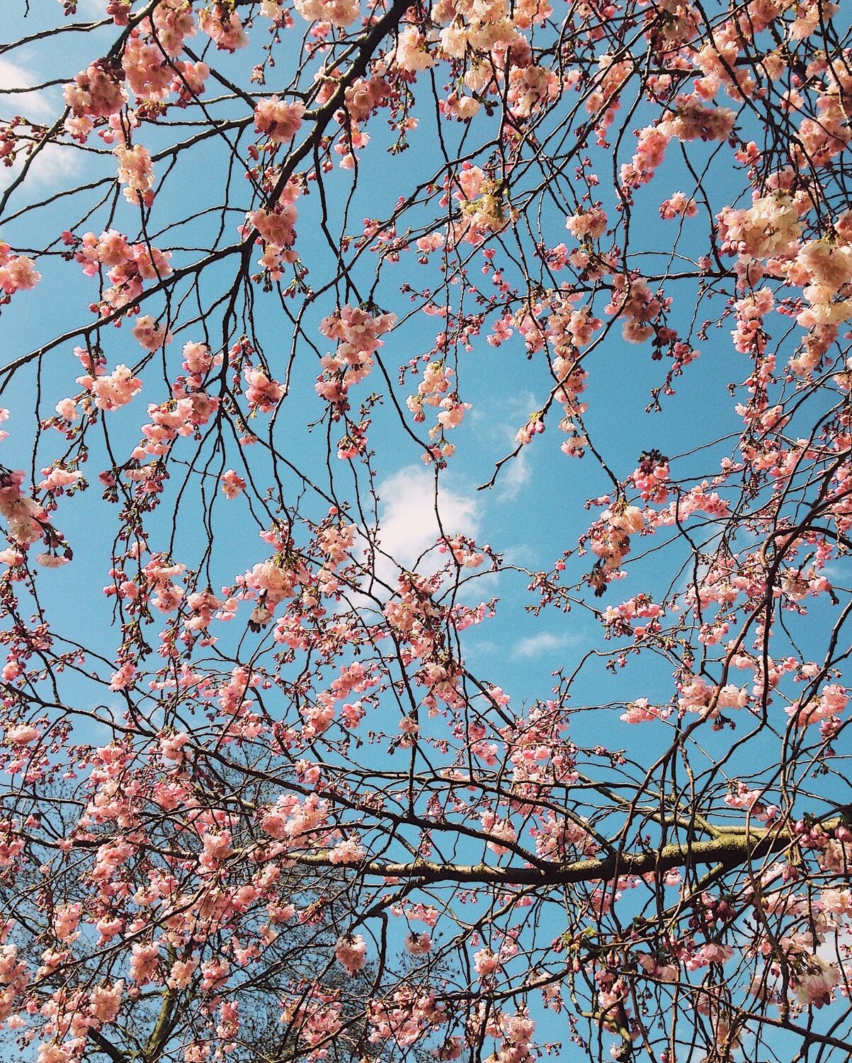Spring