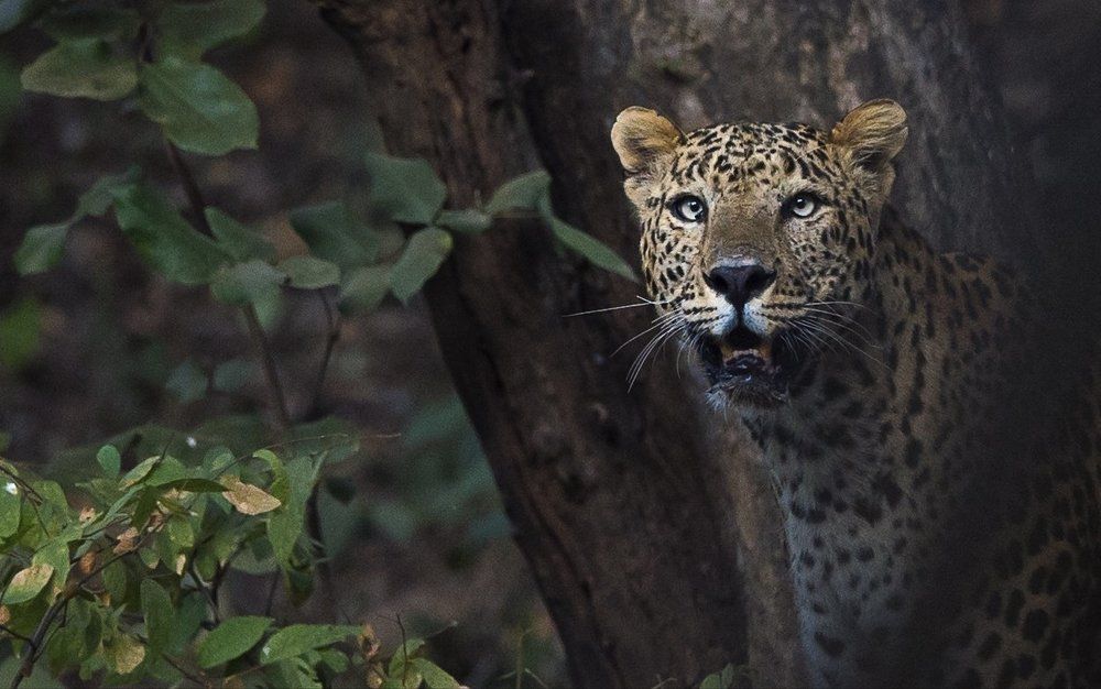 Lepord in mirror image