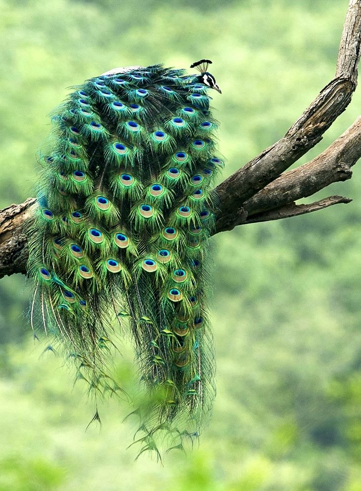 Peafowl