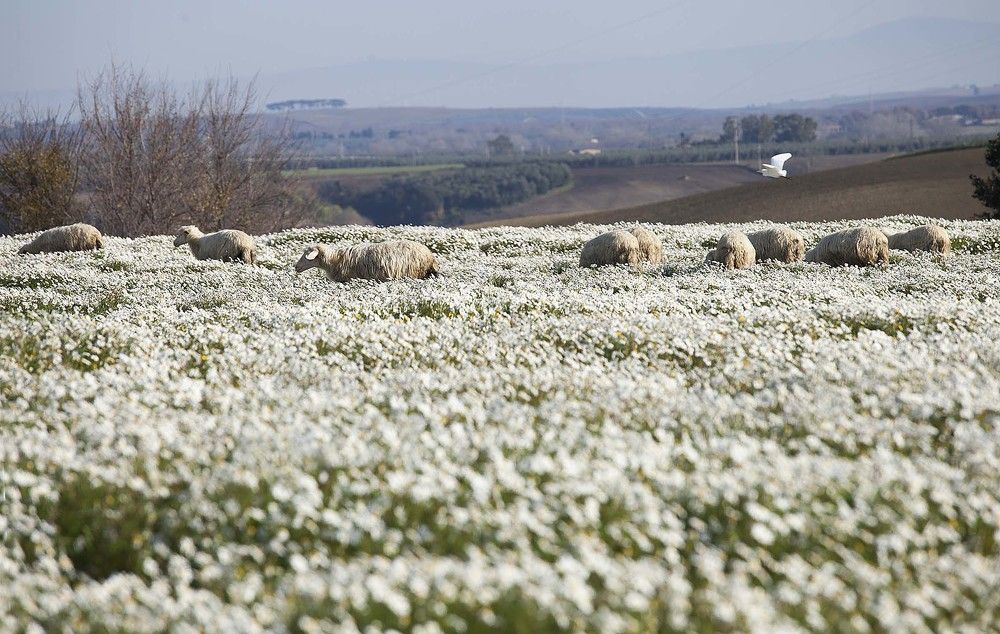 Итальянские овечки
