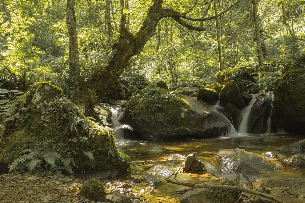 the breath of nature