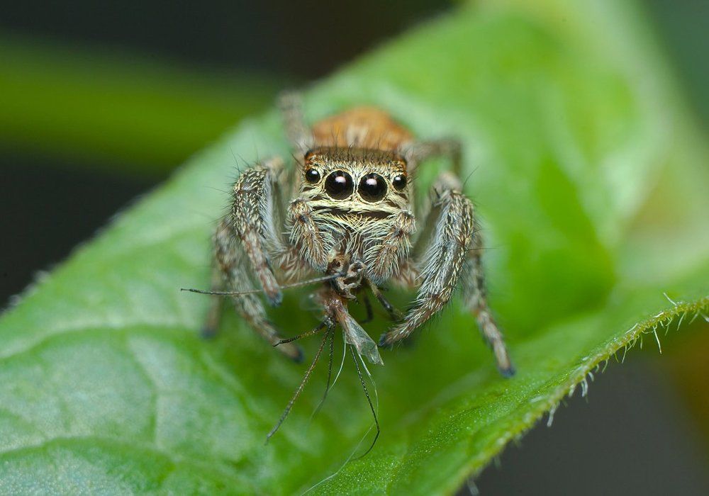 Завтрак комариком