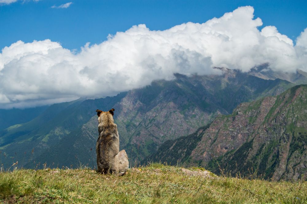 Созерцая горы