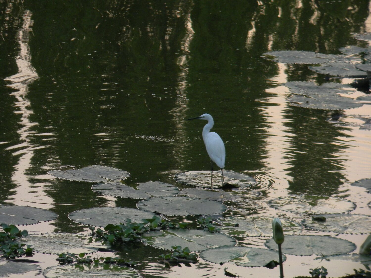 Wildlife in a phone.