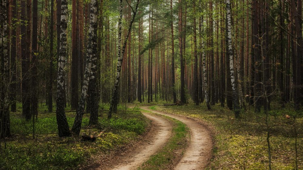 Весенний лес