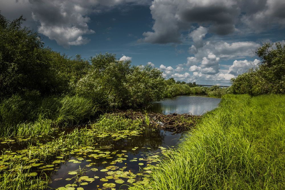 Летний день