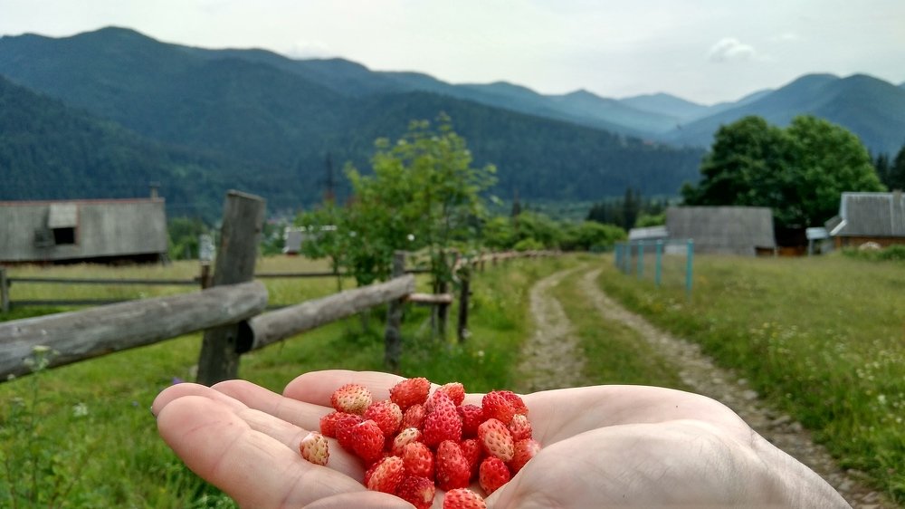 Земляника в Карпатах самая ароматная!