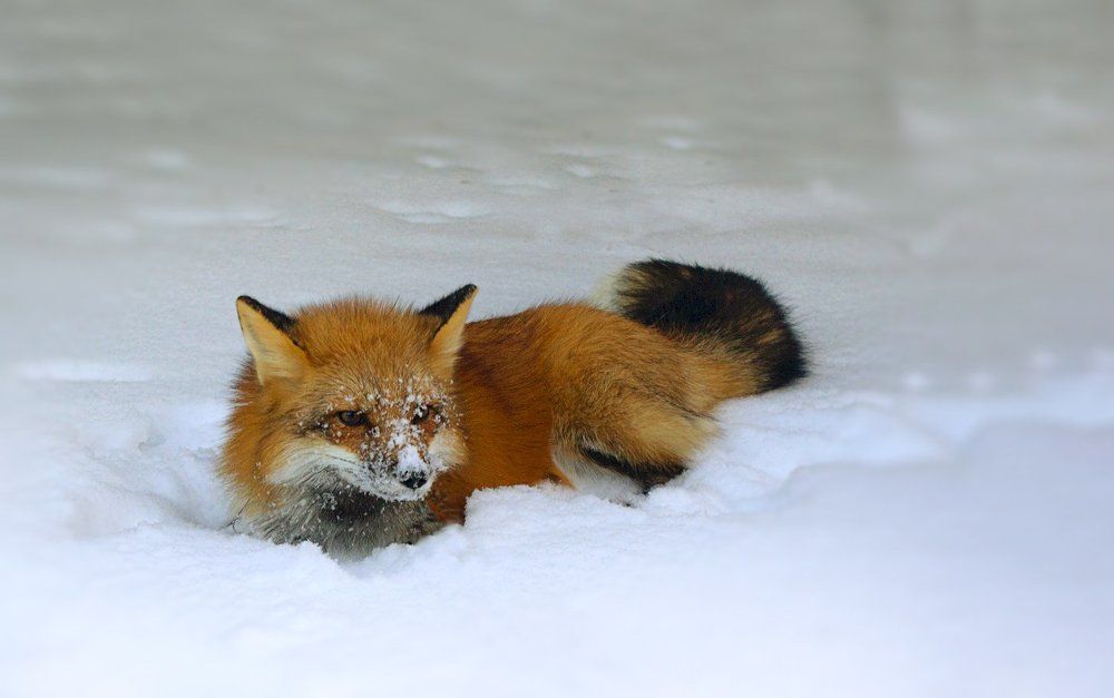 Photograph by Кокарева Анна