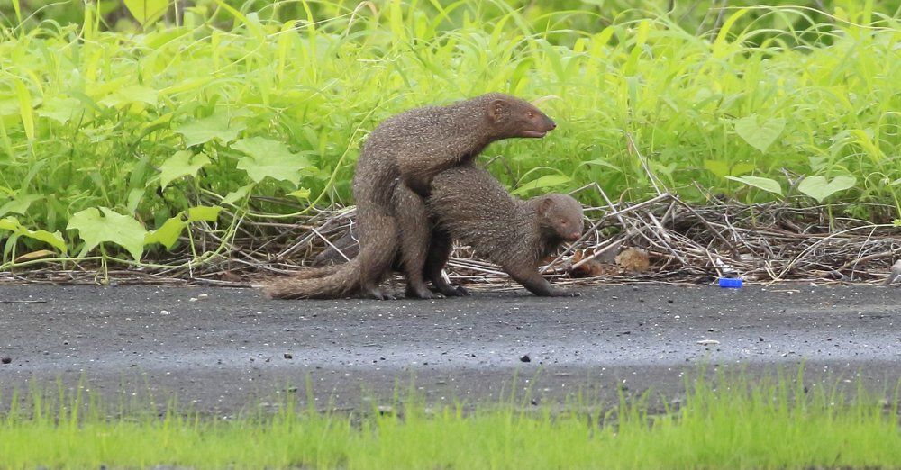 Mating Mangoose