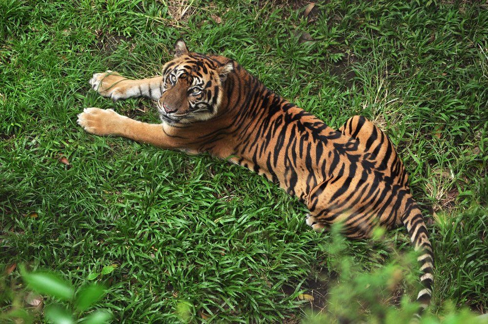 Sumatran Tiger
