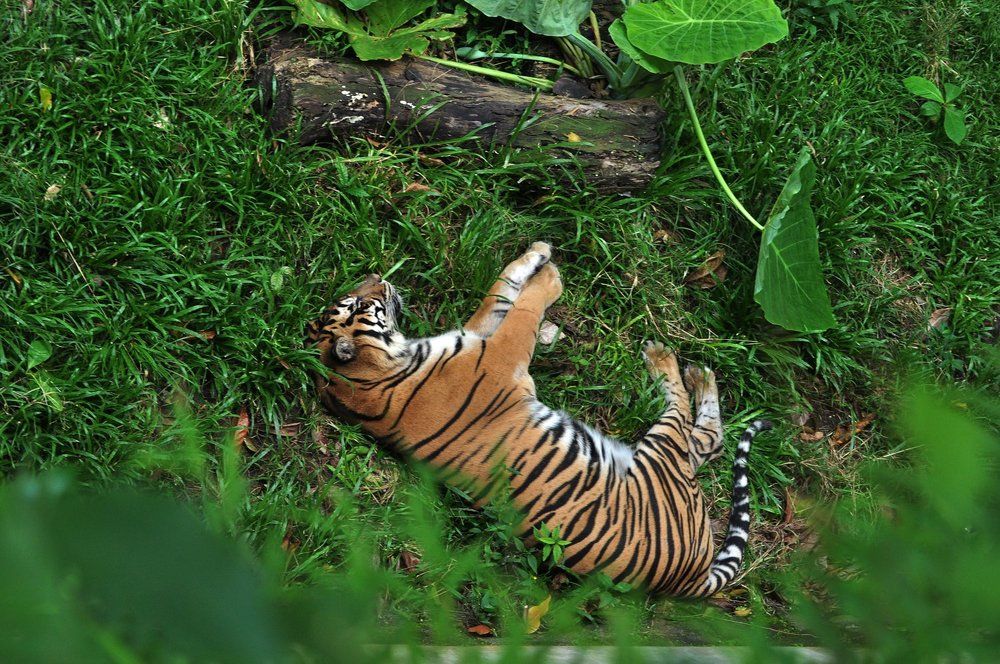 Tiger Sleep