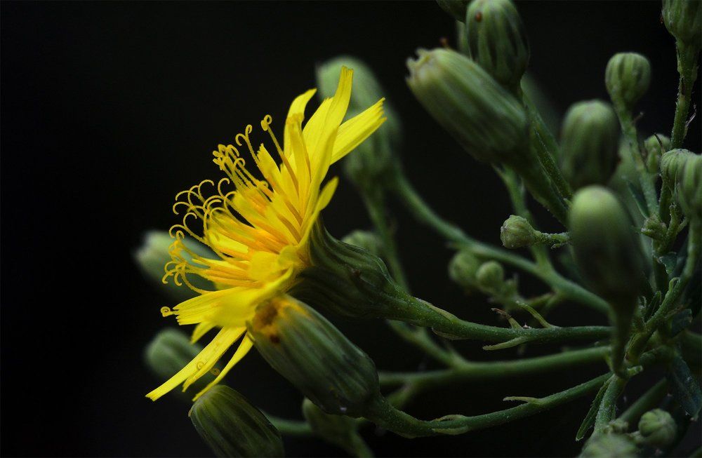 Желтое на черном