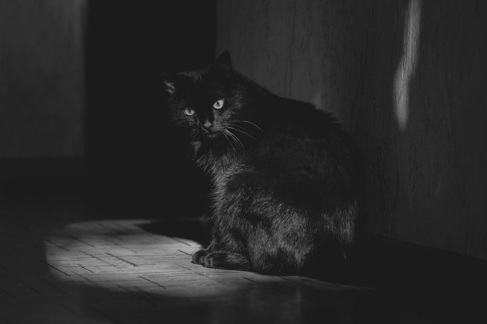 Из жизни черного кота ...