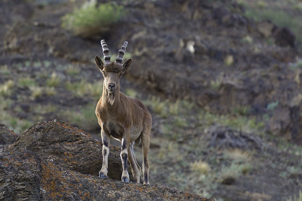 Сибирский горный козёл