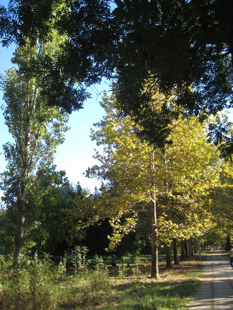 В городе осень
