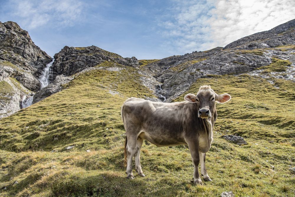 Stelvio cow