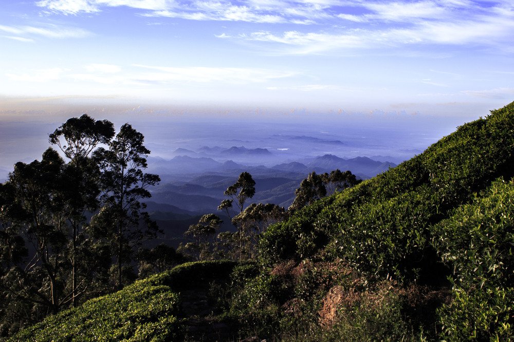 Huputale. Tea plantation. Sri Lanka