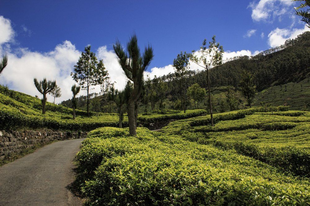 Чайные поля в Хапутале. Шри Ланка
