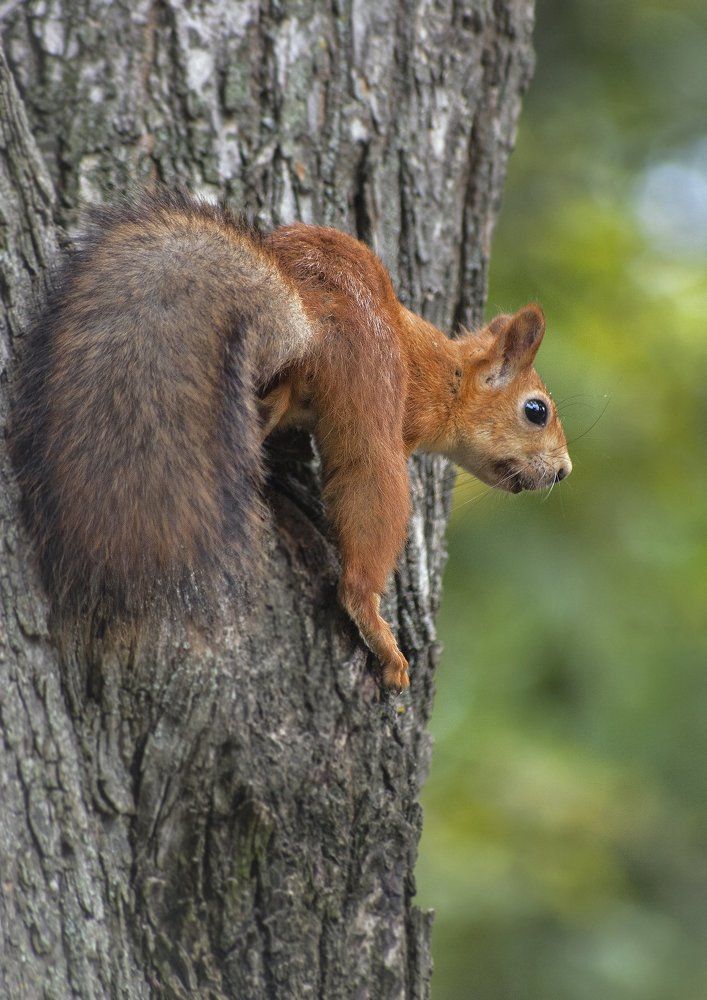 Высматривая угощение