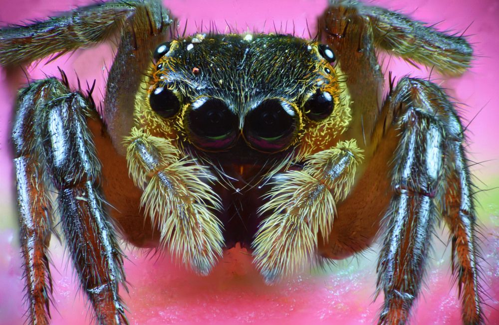 Jumping spider