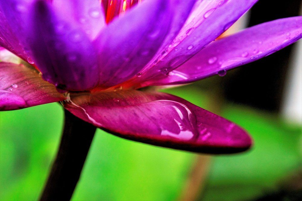 Капля росы на цветке лотоса ранним утром.