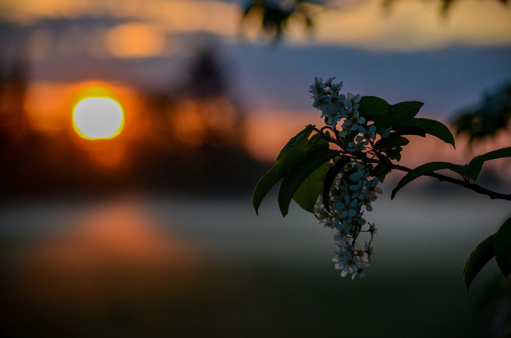 Ветка черемухи