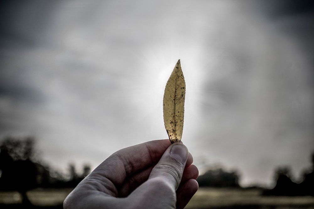 Осенний лист