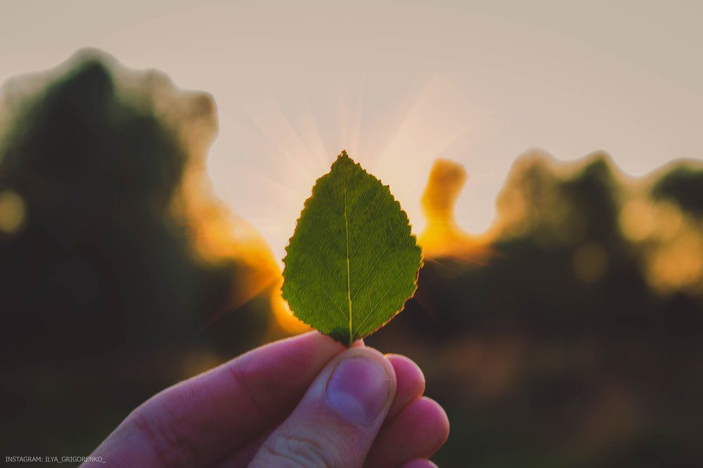 Просто листочек