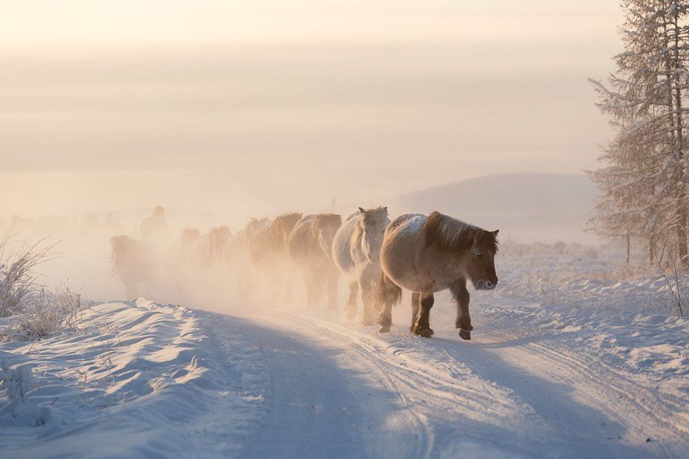 Якутские лошади