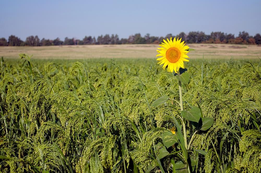 Один в поле