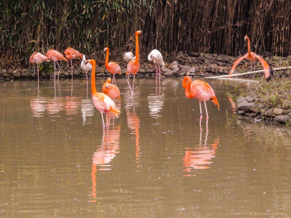 12 фламинго