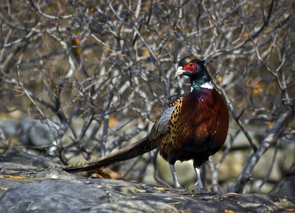 Фазан необыкновенный