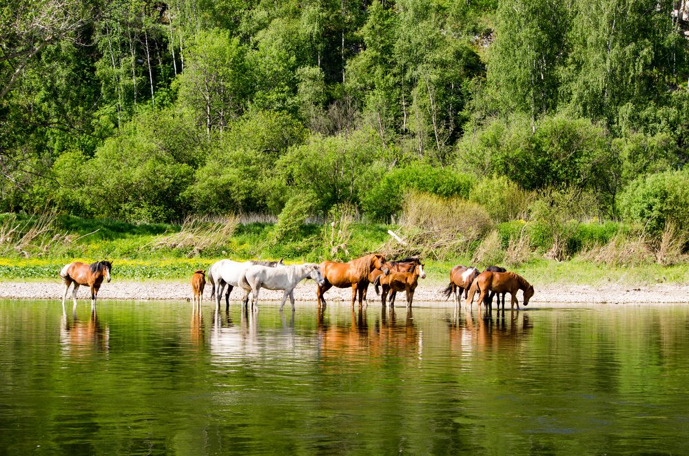 Лошади на реке Юрюзань