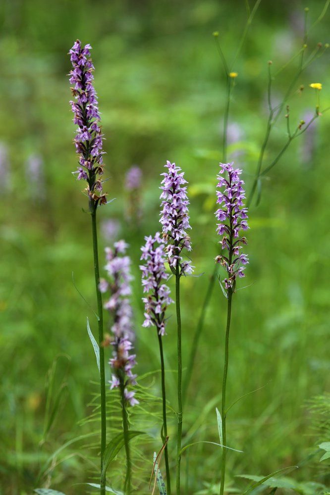 "Пять сестричек"