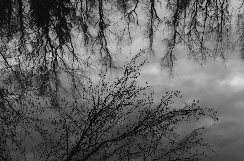 Trees mirror