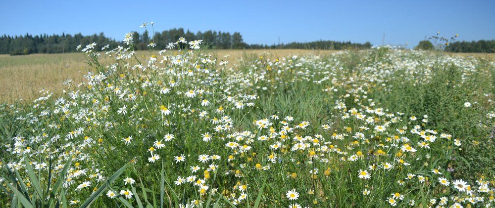 Полевые ромашки
