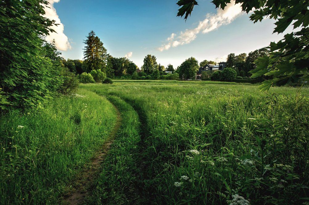 Зеленый луг