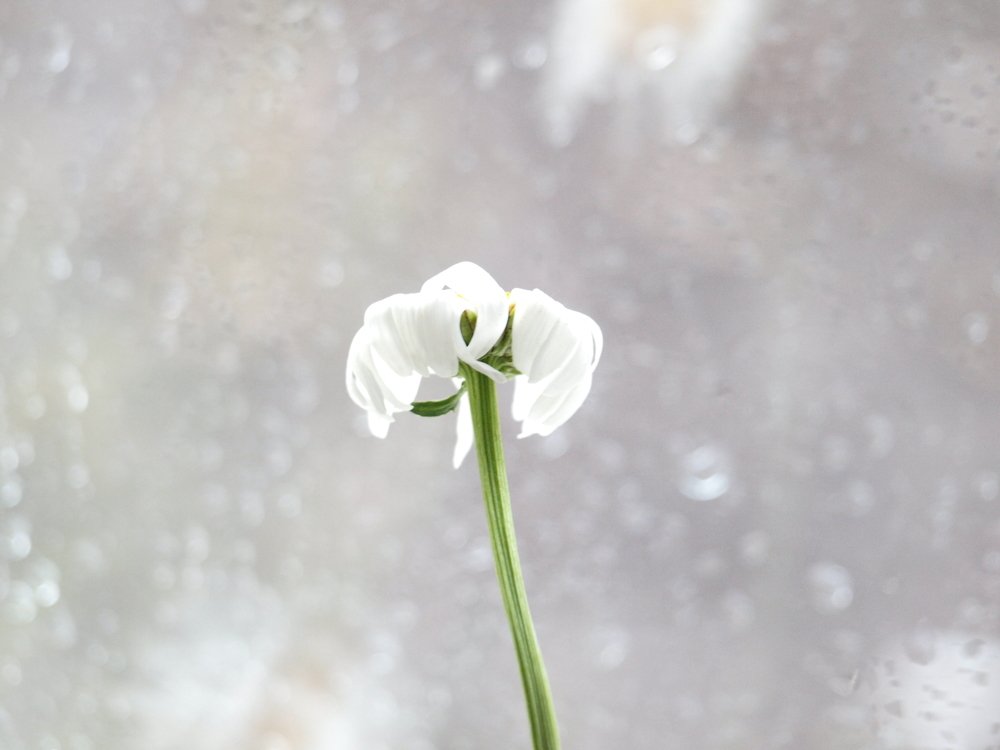 Одинокий цветок