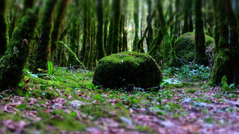 Photograph by Anna Pankratova