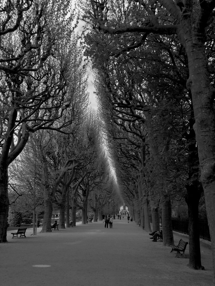 a long tunnel of branches