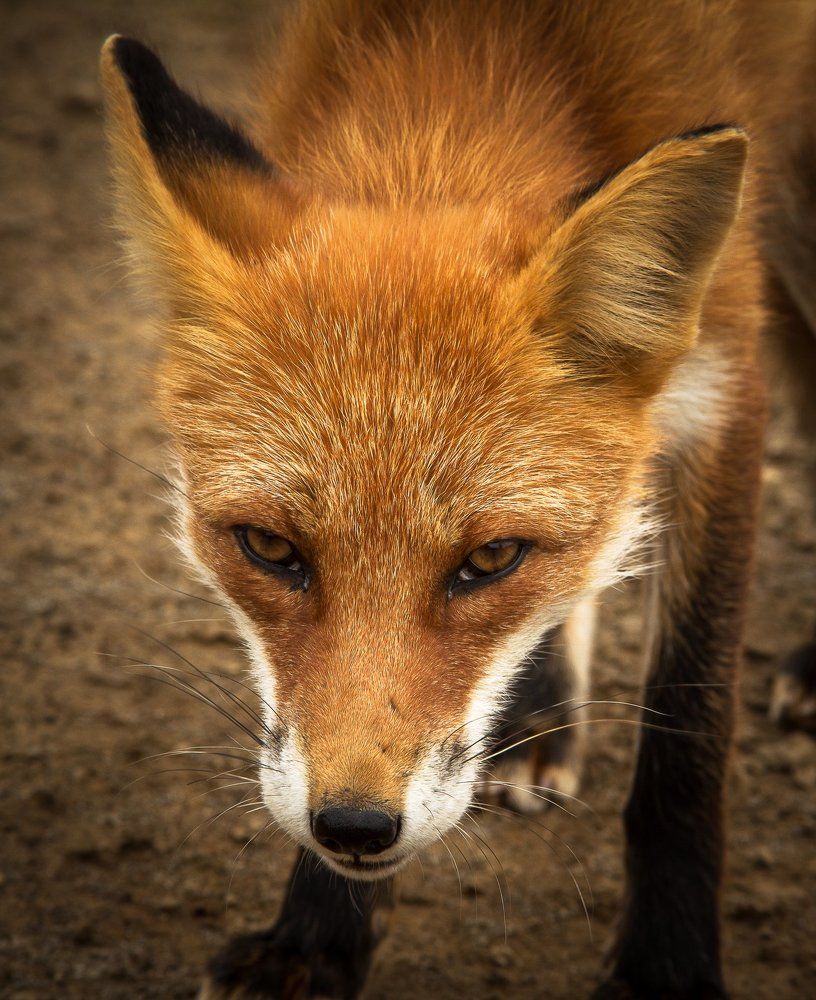 Портрет курильской красавицы