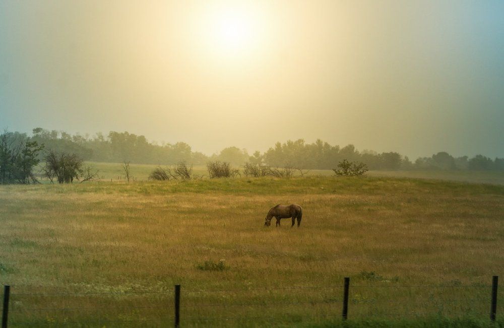 Foggy Morning Grazing.