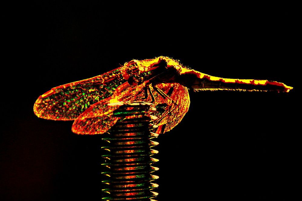 Янтарный сон..