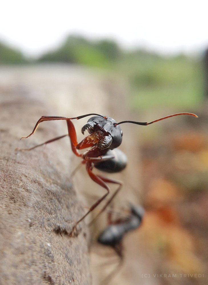 persevering Ant...!!!