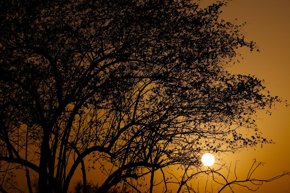 Sun resting under the tree